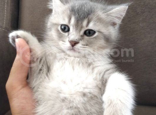 British Shorthair Erkek Kardeşler