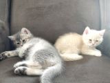 British Shorthair Erkek Kardeşler