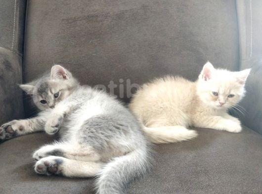 British Shorthair Erkek Kardeşler görsel