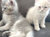 British Shorthair Erkek Kardeşler