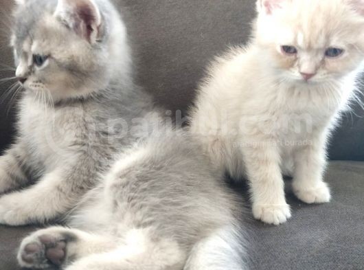 British Shorthair Erkek Kardeşler görsel