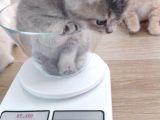 British Shorthair Erkek Kardeşler
