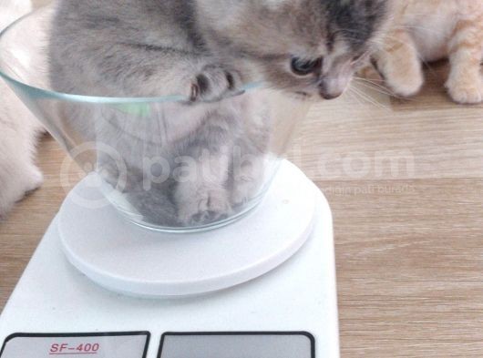 British Shorthair Erkek Kardeşler görsel