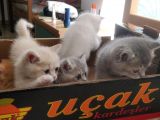 British Shorthair Erkek Kardeşler