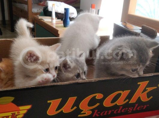 British Shorthair Erkek Kardeşler görsel