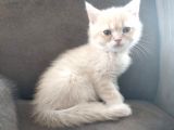 British Shorthair Erkek Kardeşler