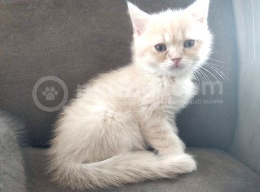 British Shorthair Erkek Kardeşler görsel
