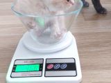 British Shorthair Erkek Kardeşler