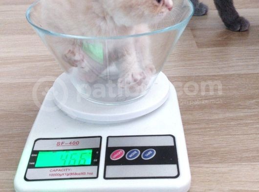 British Shorthair Erkek Kardeşler görsel