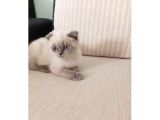 Scoti̇sh Fold Bluepoi̇nt Eği̇ti̇mleri̇ Tam