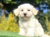 Di̇zayn Irk Malti̇poo Bebekleri̇mi̇z
