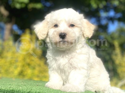 Di̇zayn Irk Malti̇poo Bebekleri̇mi̇z görsel