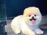 Teddy Bear Pomerinan Boo