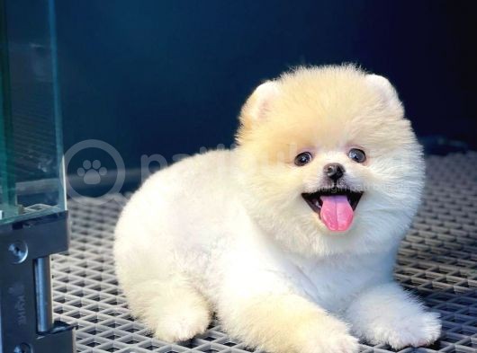Teddy Bear Pomerinan Boo görsel