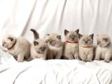 British Shorthair Yavruları
