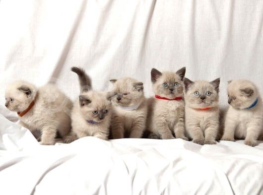 British Shorthair Yavruları