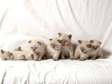 British Shorthair Yavruları