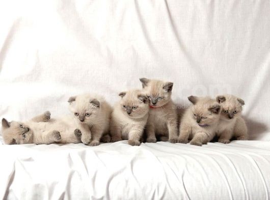 British Shorthair Yavruları görsel