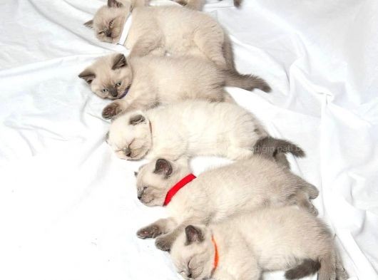 British Shorthair Yavruları görsel