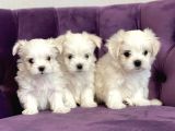 Maltese Terri̇er Yavrulari