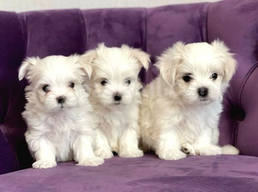 Maltese Terri̇er Yavrulari