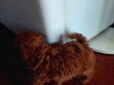 Efsane Red Brown Erkek Poodle Yavrusu