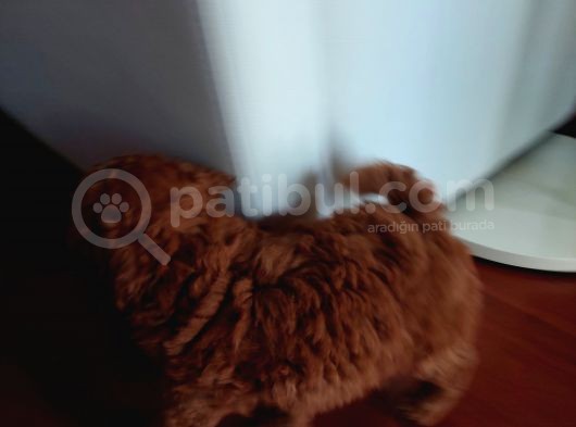 Efsane Red Brown Erkek Poodle Yavrusu görsel