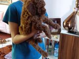 Efsane Red Brown Erkek Poodle Yavrusu