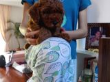 Efsane Red Brown Erkek Poodle Yavrusu