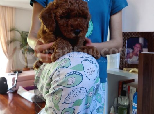 Efsane Red Brown Erkek Poodle Yavrusu görsel
