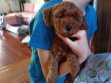 Efsane Red Brown Erkek Poodle Yavrusu