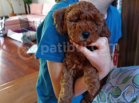 Efsane Red Brown Erkek Poodle Yavrusu görsel