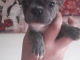 Harika Blue Merle Bebekler