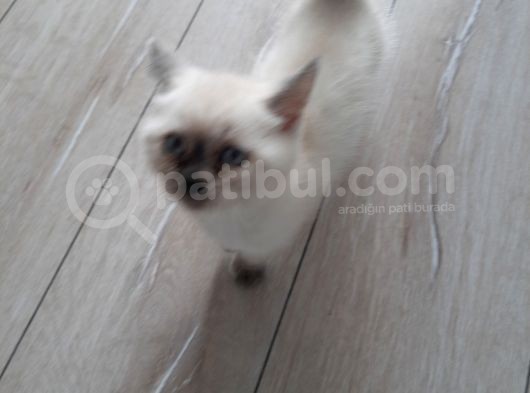 3 Aylık Blue Point görsel