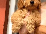 Toy Poodle Erkek