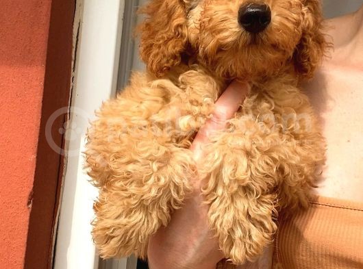 Toy Poodle Erkek