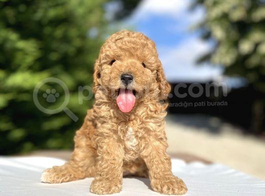 Di̇şi̇ Erkek Toy Poodle Bebekler