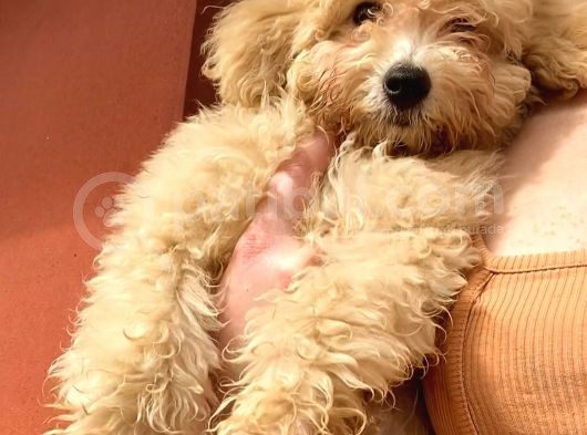 Toy Poodle Apri̇cot Di̇şi̇ görsel