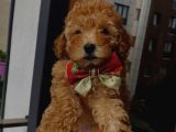 Birbirlerinden Sevimli Toy Poodle Yavrularımız