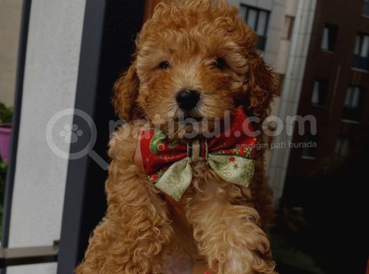 Birbirlerinden Sevimli Toy Poodle Yavrularımız görsel