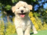 Gülen Surat Malti̇poo Yavrularimiz