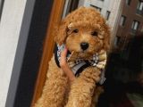 Birbirlerinden Sevimli Toy Poodle Yavrularımız