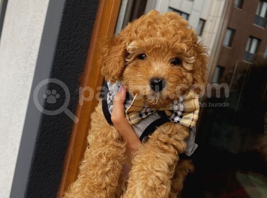 Birbirlerinden Sevimli Toy Poodle Yavrularımız görsel