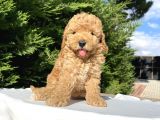 Di̇şi̇ Erkek Toy Poodle Bebekler