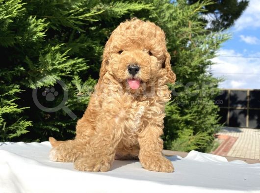 Di̇şi̇ Erkek Toy Poodle Bebekler görsel