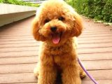 Toy Poodle Irk Garantili Scr Pasaport