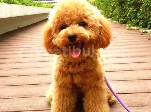 Toy Poodle Irk Garantili Scr Pasaport