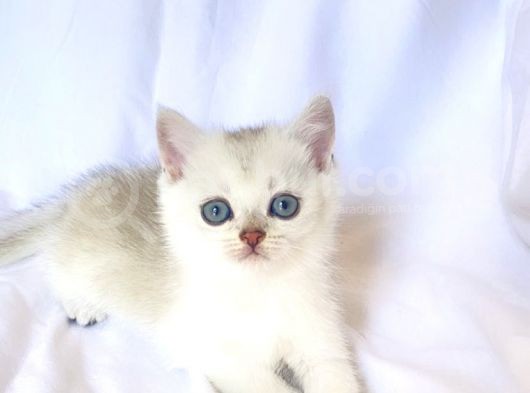 Golden Ve Silver Kardeşler görsel
