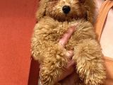 Red Toy Poodle Erkek
