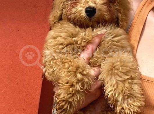Red Toy Poodle Erkek görsel
